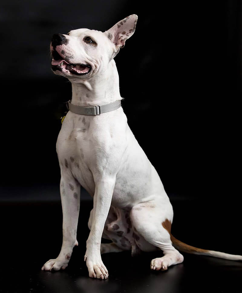 Kobe is a sweet, enthusiastic and playful boy looking for a family to call his own. Could you be his dream come true? Photo courtesy of Wisconsin Humane Society