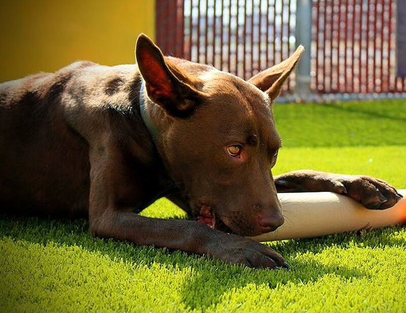 Mama Heart is a super-loving girl who loves to please and be with her special people. Photo courtesy of TC Photography