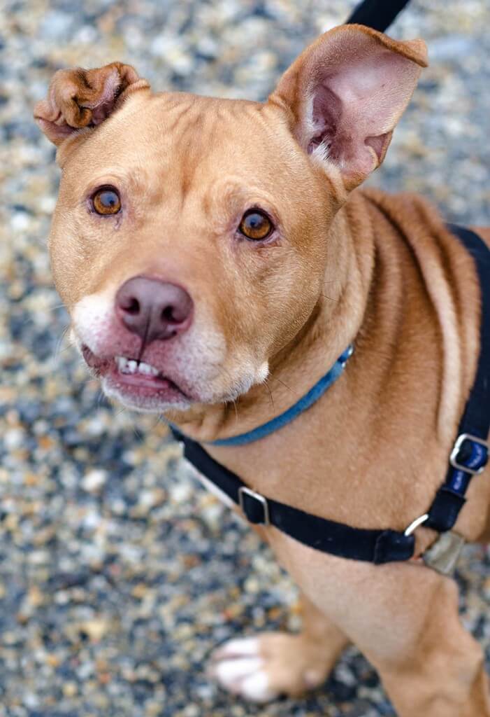 Who wouldn't fall in love with that silly face? Photos courtesy of SPCA of Anne Arundel County.
