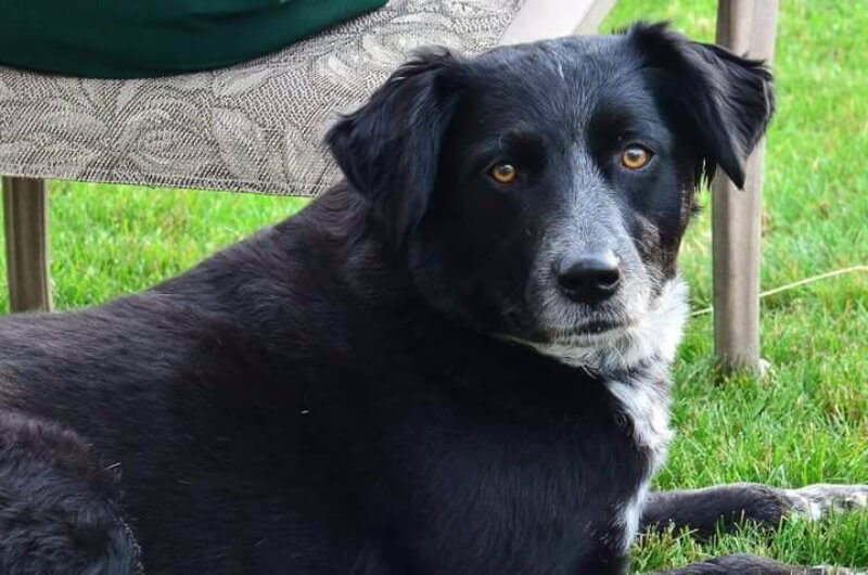 Abby's can be playful, but she takes safety seriously. (Photos courtesy Nicole Siekert) 