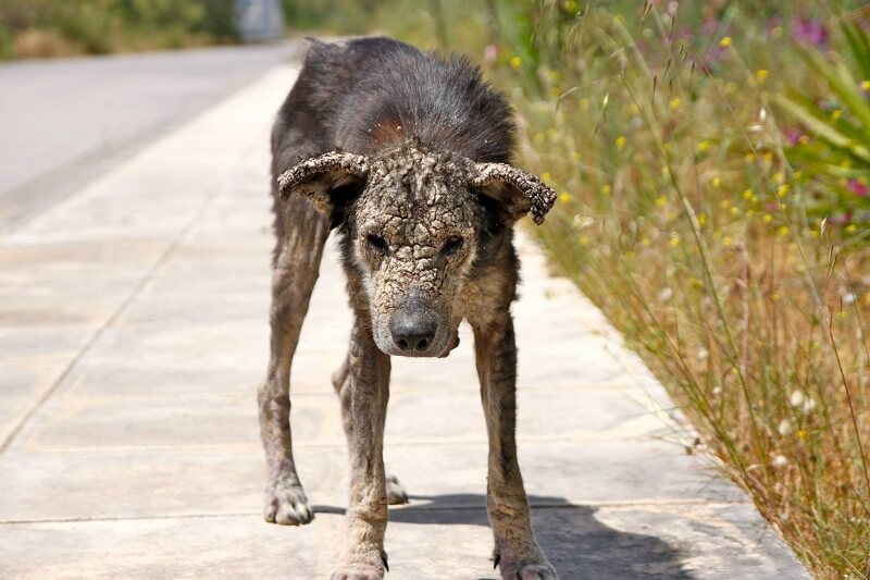 Save a Greek Stray/Facebook
