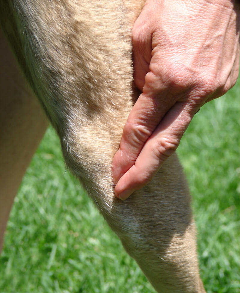 Canine acup 2-Finger techniques 002