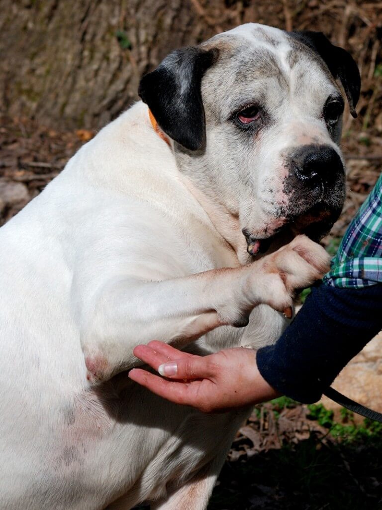 Terrance can't wait to find that special human of his very own who he can love and protect for the rest of his life - might that special someone be you? Photos courtesy of Angels Among Us Pet Rescue.