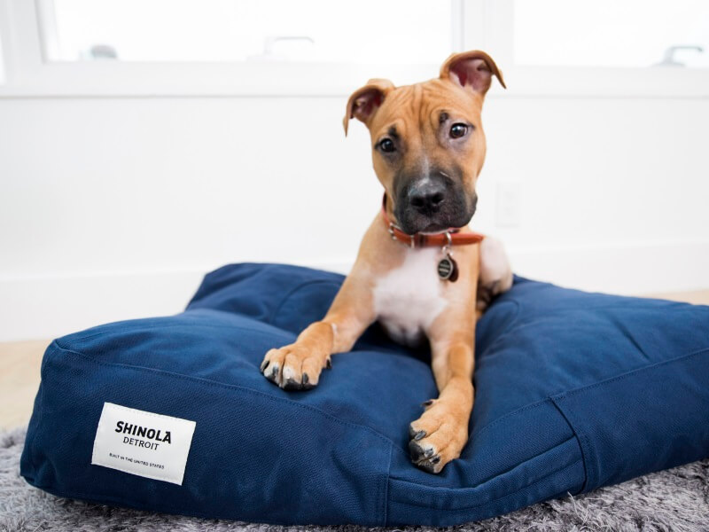 The-James-Hotel-dog-pets-welcome. Photo by Sophie Gamand