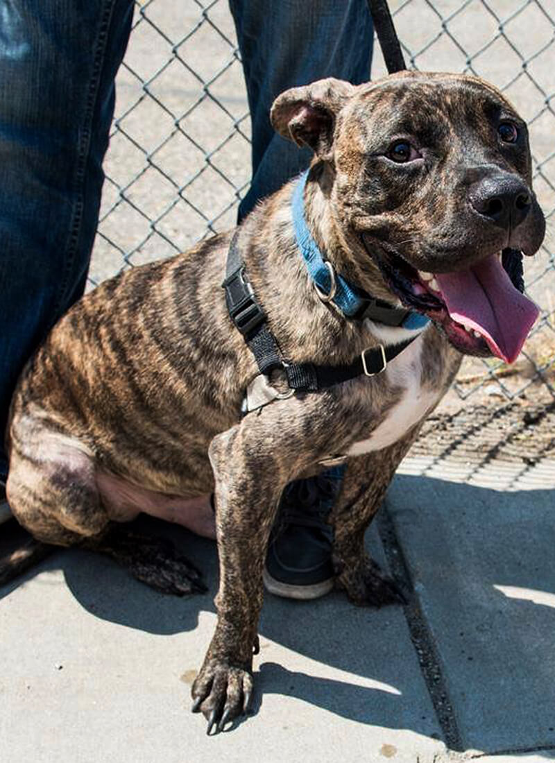 Winston is a big, lovable boy who's been waiting patiently for the right family to come along and appreciate him for awesome guy he is! Photos courtesy of Jenn Frankavitz Photography and Last Hope K9 Rescue.