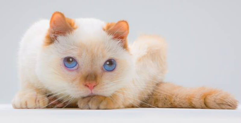 His humans know Trident will never be as healthy as other three-legged cats, but they love him anyway. (All photos courtesy @trident_the_cat)