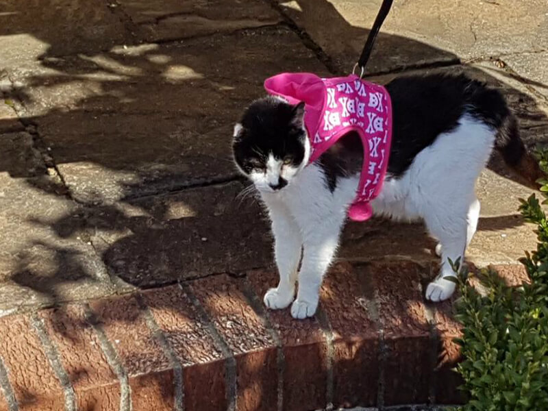 Many cats in the area roam on their own, but Holly is getting used to the leash life (photo courtesy Holly's Facebook page)