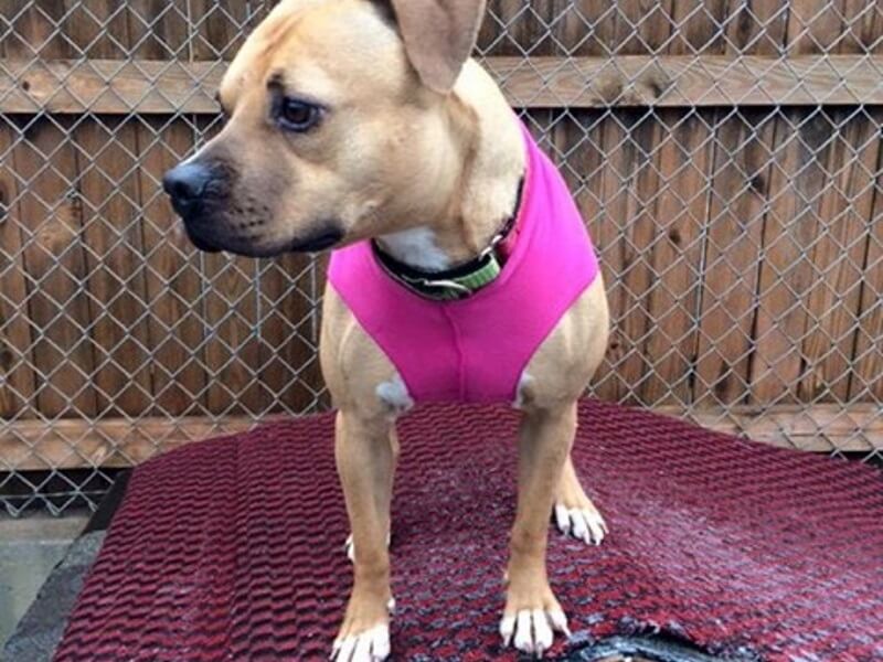 A pup from Unleashed Pet Rescue dons a donated coat.