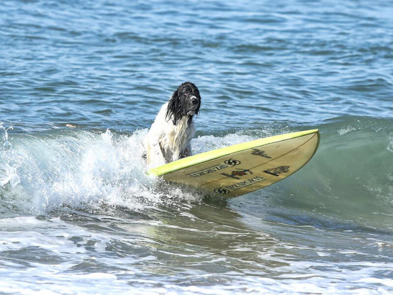 When it comes to surfing, George is a natural. (All photos courtesy Free Days With George on Facebook)