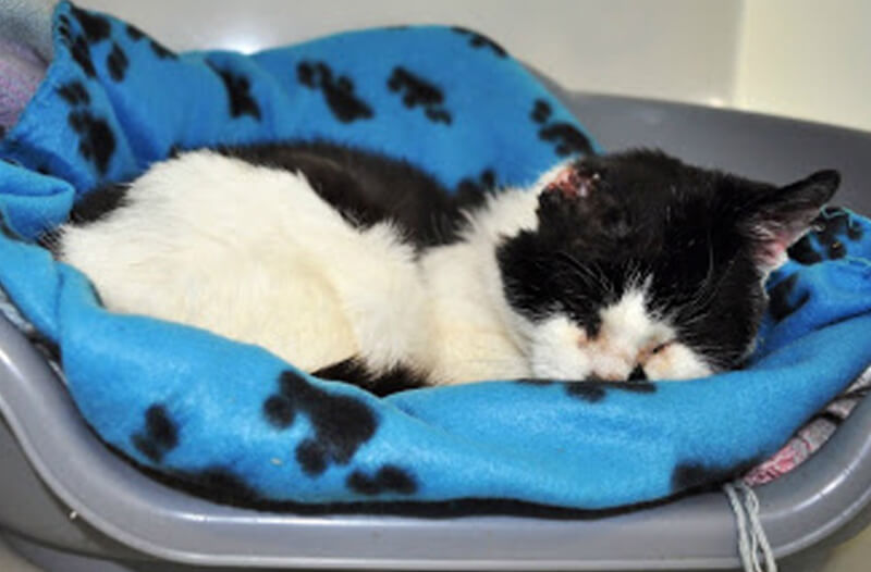 Holly's shocking appearance made her known around the world. (Photo courtesy Llyn Nini RSPCA)