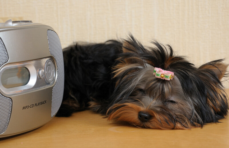 shutterstock_39467437