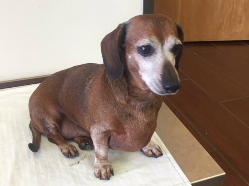 After eight months in foster care Vinnie is a different dog. 