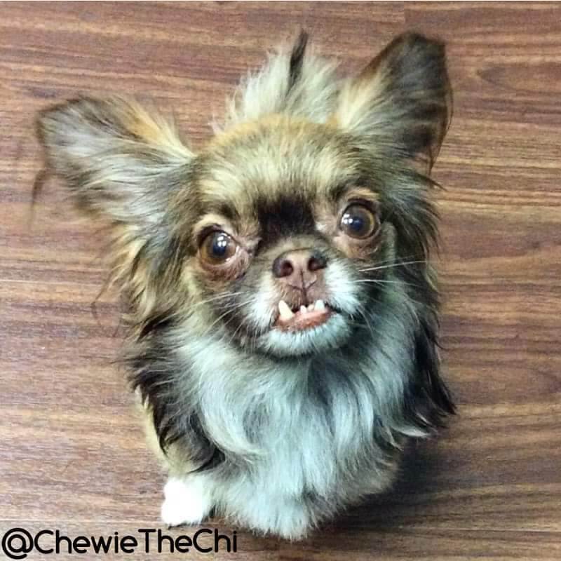 This was the first photo of Chewie taken after he was pulled from the shelter by Chiquita Chihuahua Rescue. (Image courtesy Chewie the Chi)