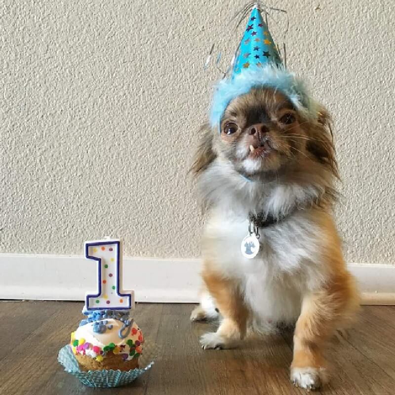 Chewie celebrated his one year adoptaversary this past January. (Image courtesy Chewie the Chi)