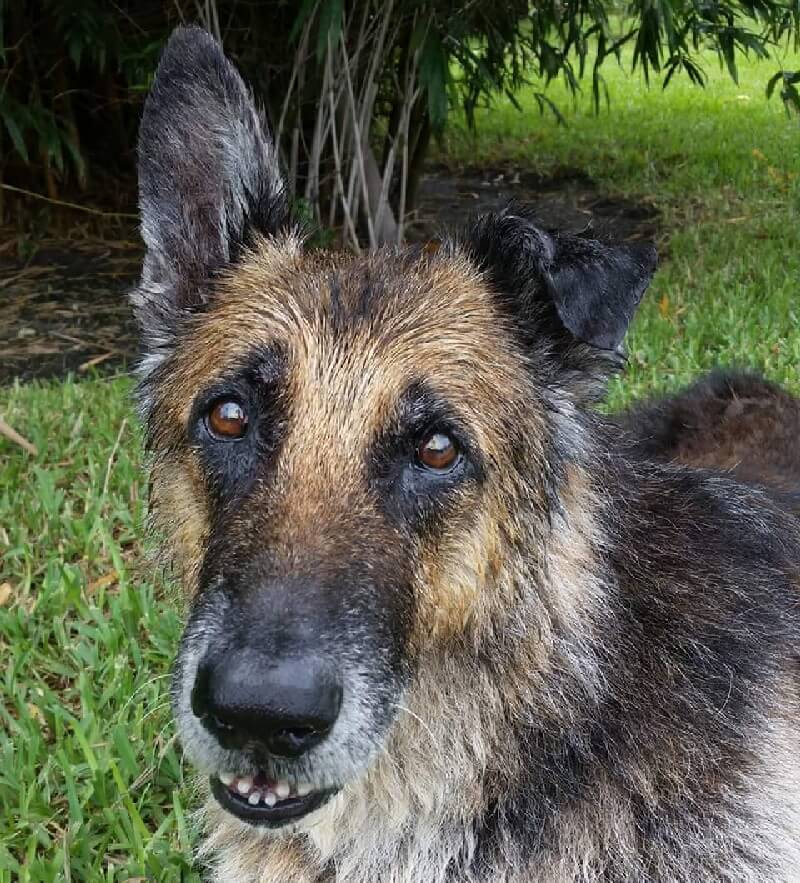 Once Dorito learned to smile he never stopped. Photo courtesy Theresa Cavanaugh. 