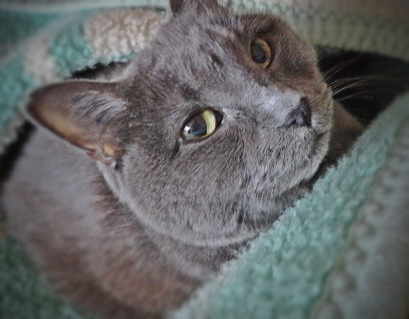 Lavana didn't know that her new companion would also be a lifesaver. (All photos courtesy Lavana Fox)