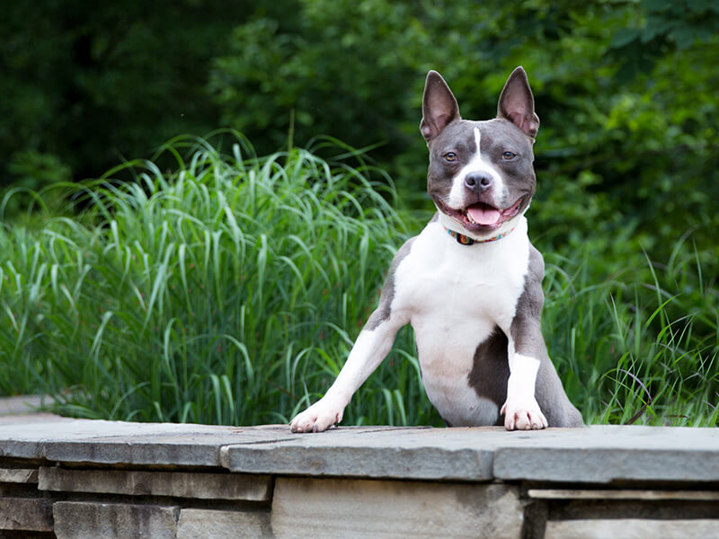 Who wouldn't want to smooch that irresistible bully mug? (Photos courtesy Paige Burris and I Love Your Furry Face Photography)