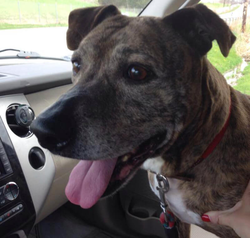 This photo of Savvy smiling ear to ear was taken the day Sylvia sprung her from the shelter (All photos courtesy Sylvia Deranleau)