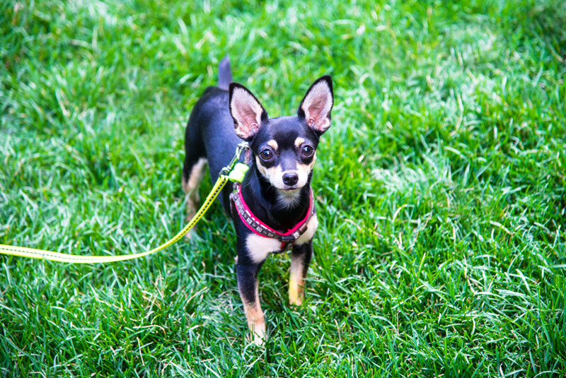 shutterstock_306070697