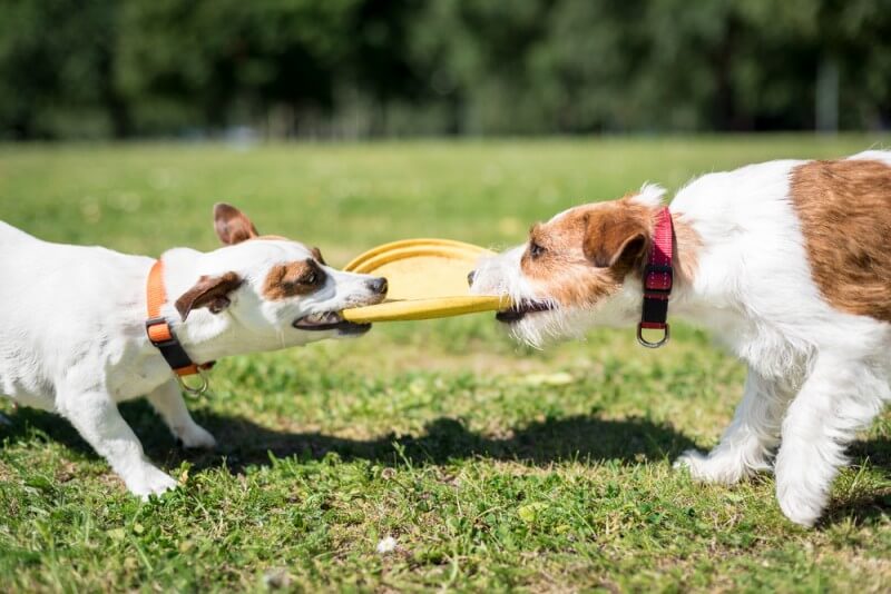 Sometimes, dogs can play with the same toy together, but have separate toys for each dog just in case. Photo Credit: Shutterstock
