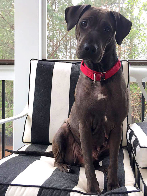 Belle is such a sweet girl who has been waiting for a good home for so long. Won't you show her that she's much more than someone's throw-away momma dog? (Photos courtesy Hero Rescue)