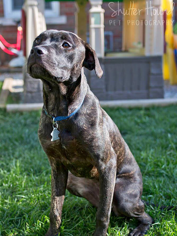 Cookie sitting pretty so everyone will see what a good girl she is! (Photos courtesy Kirsten Krupps, Shutter Hound Pet Photography/ HeARTS Speak)