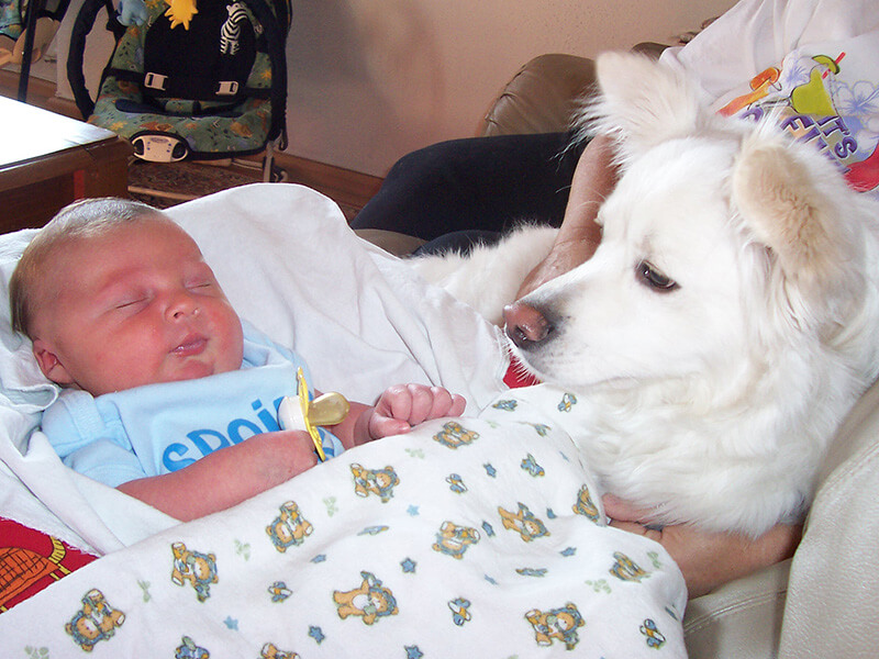 Shatzi checking out his new human sibling, baby Nickolas. (Photos courtesy of Kelly Moore)