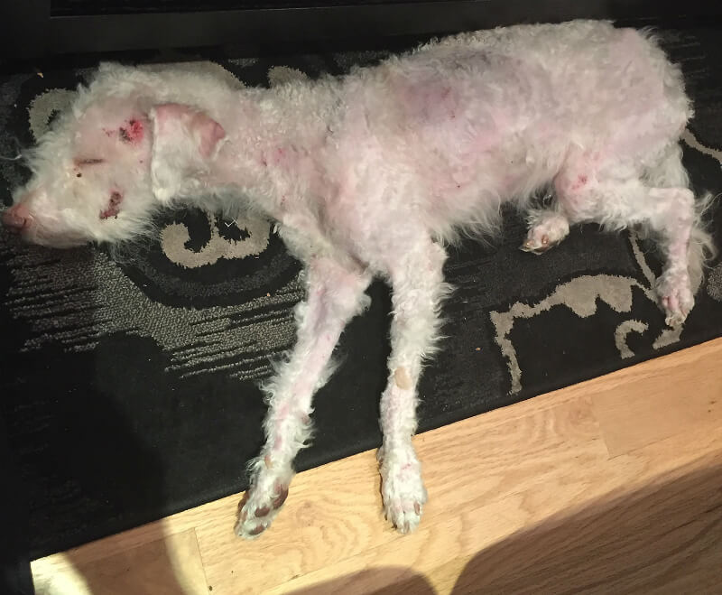 Mr. Pickles after he was pulled from the shelter. (Photo courtesy Deirdre Lovejoy)