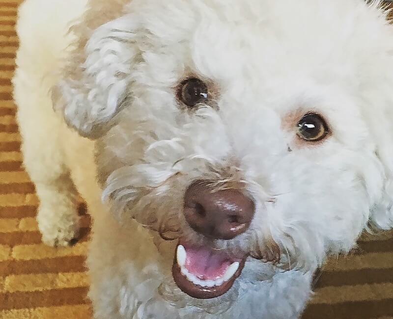 These days Mr. Pickles is a fluffy, happy pup. (Photo courtesy Deirdre Lovejoy)