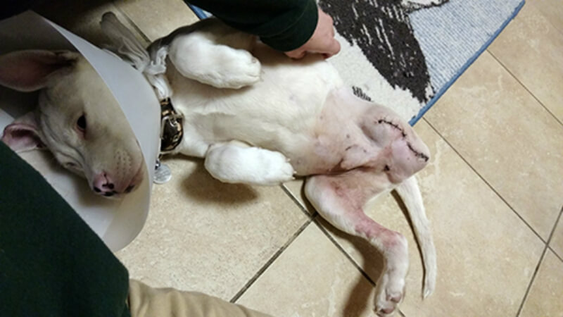 Louie lost his leg but found a family. (Photo courtesy Penn Vet)