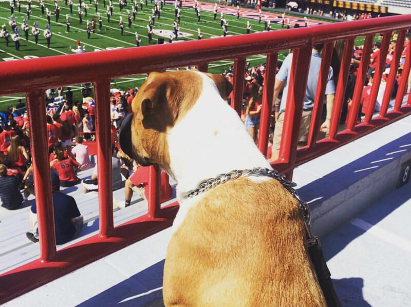 Riggins at the University of Arizona stadium. (Photo courtesy @seventhroundscoob)