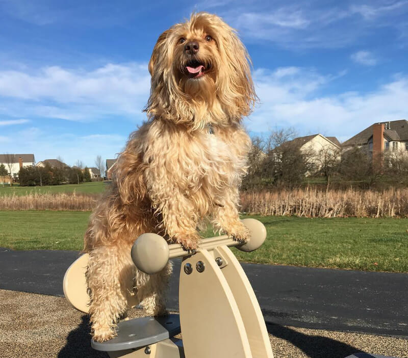 Seamus doing his best Lion King pose. (All photos courtesy @seamustheshaggydog)