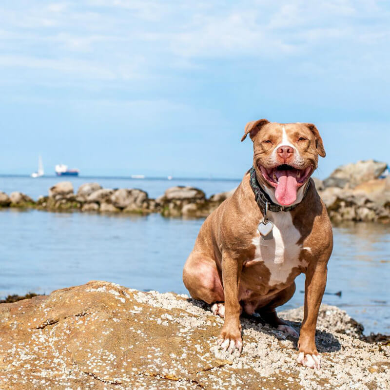 Lexy has overcome her fears and now loves going to the beach. (Image courtesy @lexy_the_elderbull on Instagram)