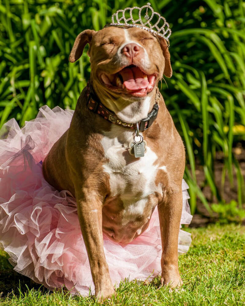 Lexy looks very different these days. (Image courtesy @lexy_the_elderbull on Instagram)