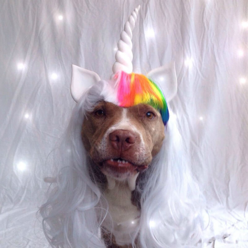 Lexi likes to dress up because she is paid for her modelling with delicious treats. (Image courtesy @lexy_the_elderbull on Instagram)