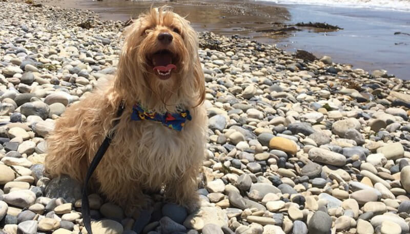 Thanks to two years of love and care, Seamus is now a happy dog wearing a bow tie at the beach. (Photo courtesy @seamustheshaggydog)