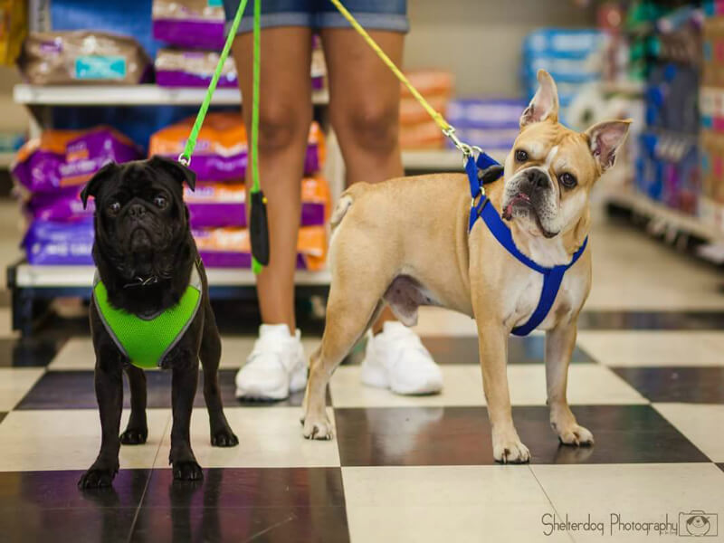 Earl with his brother Tucker. (Photo courtesy Kristina Brate, by Shelter Dog Photography)