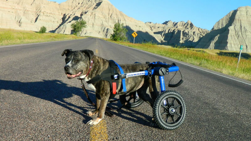 Ruby isn't slowing down yet thanks to her new wheels. (Photo courtesy rubystales.com)